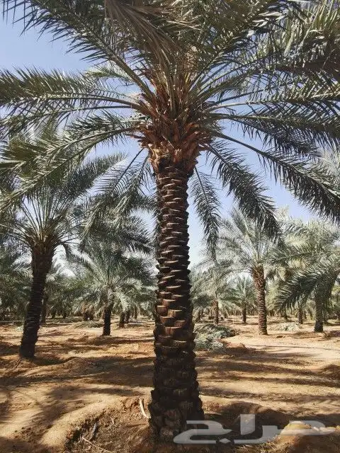 نخل مثمر وزينه واشنطن للبيع 5