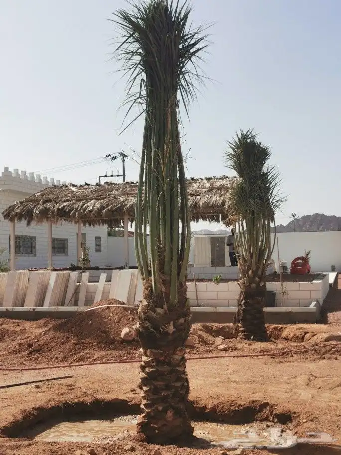 نخل مثمر وزينه واشنطن للبيع 2