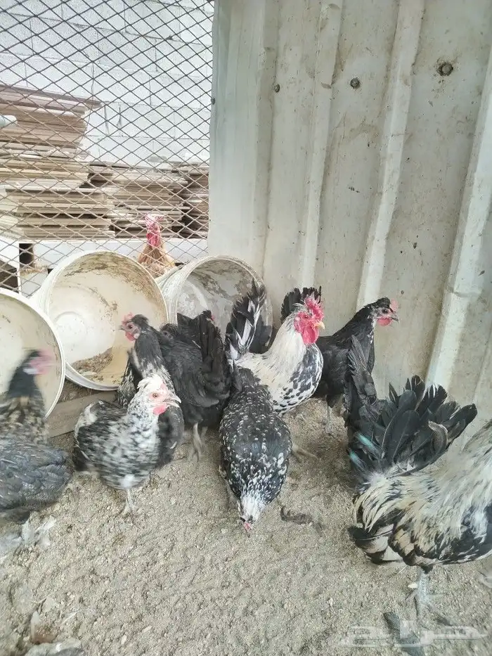 دجاج عربي ( قزم _ حباحب ) 5