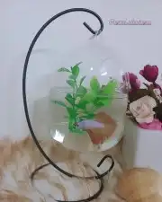 توفرت اسماك الفايتر تبوك 0