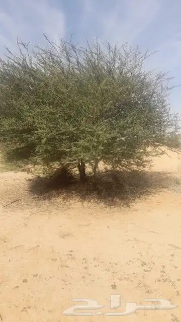 أشجار سدر وطلح ونخيل عربي ونخيل واشنطني 4