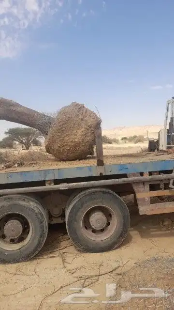 أشجار سدر وطلح ونخيل عربي ونخيل واشنطني 6