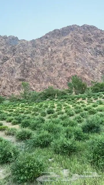 حناء ينبع مطحون 1
