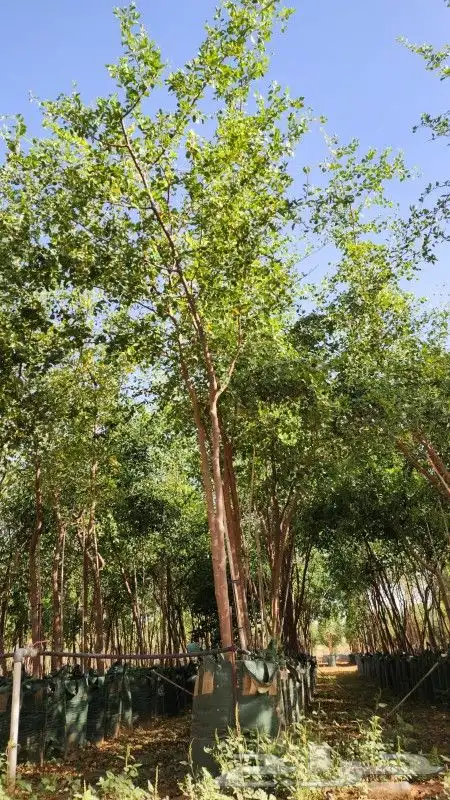 أشجار سدر وطلح ونخيل عربي ونخيل واشنطني 14