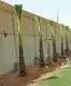 أشجار سدر وطلح ونخيل عربي ونخيل واشنطني 13