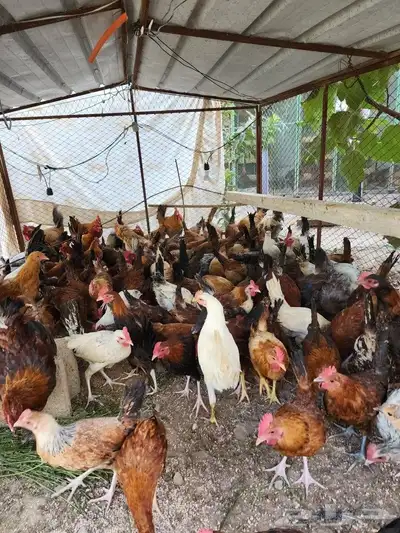 صوص بلدي فواتح 13