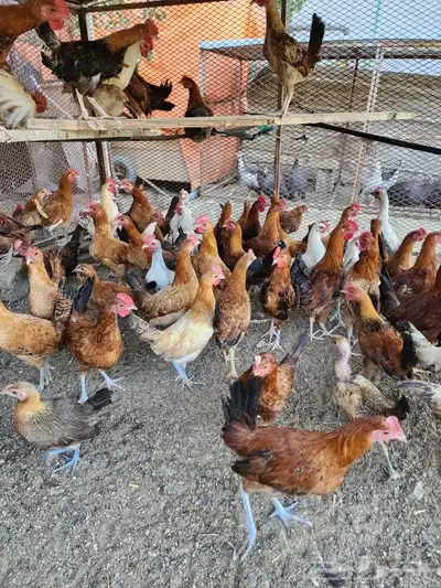 صوص بلدي فواتح 9