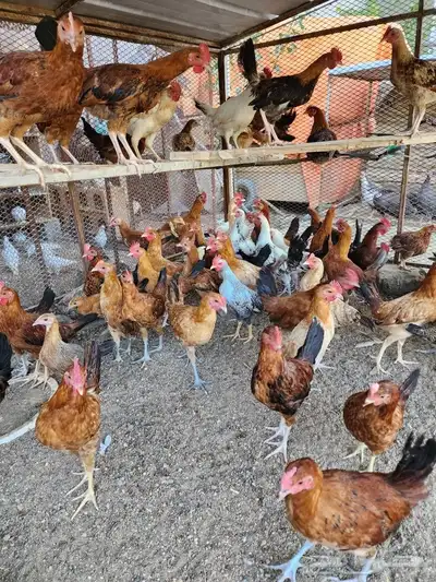صوص بلدي فواتح 10