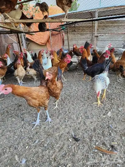 صوص بلدي فواتح 6