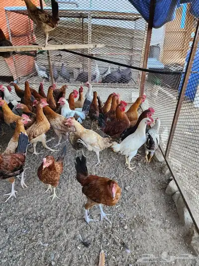 صوص بلدي فواتح 11