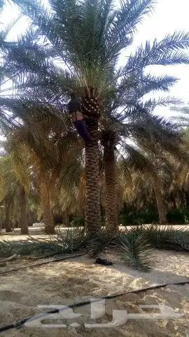 زراعه نخيل 4