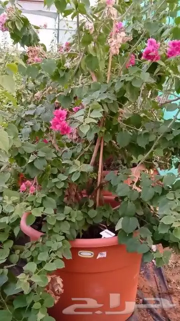 مشاتل اشجار جهنميه جميع المقاسات واشجار زينه ومثمره كبيروسغي 5