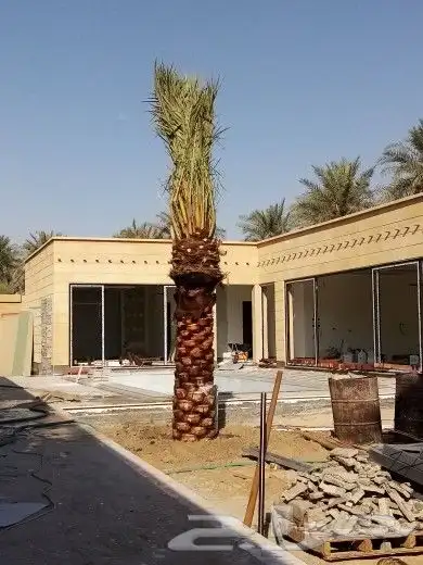 زراعه نخيل 7