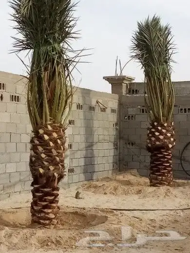 زراعه نخيل 8