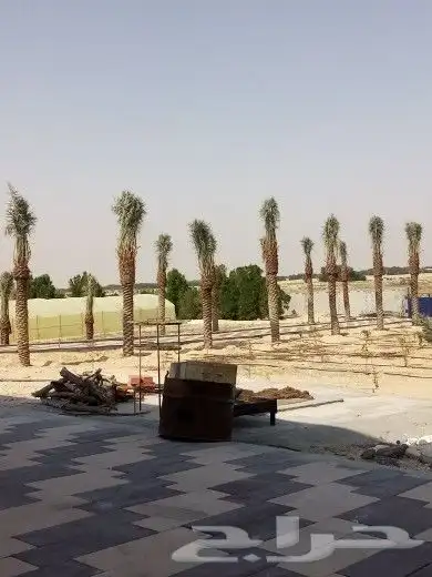 زراعه نخيل 5