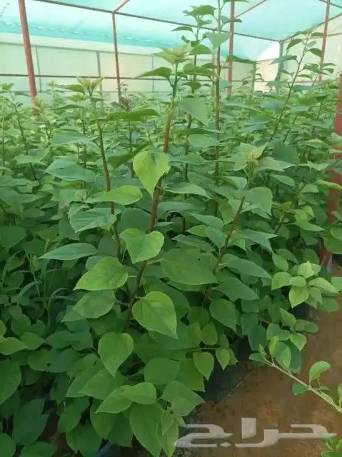 مشاتل اشجار جهنميه جميع المقاسات واشجار زينه ومثمره كبيروسغي 8