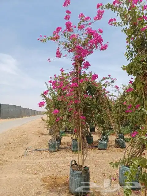 مشاتل اشجار جهنميه جميع المقاسات واشجار زينه ومثمره كبيروسغي 3