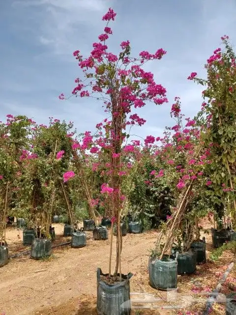 مشاتل اشجار جهنميه جميع المقاسات واشجار زينه ومثمره كبيروسغي 2