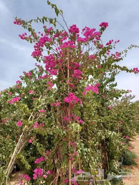 مشاتل اشجار جهنميه جميع المقاسات واشجار زينه ومثمره كبيروسغي 4