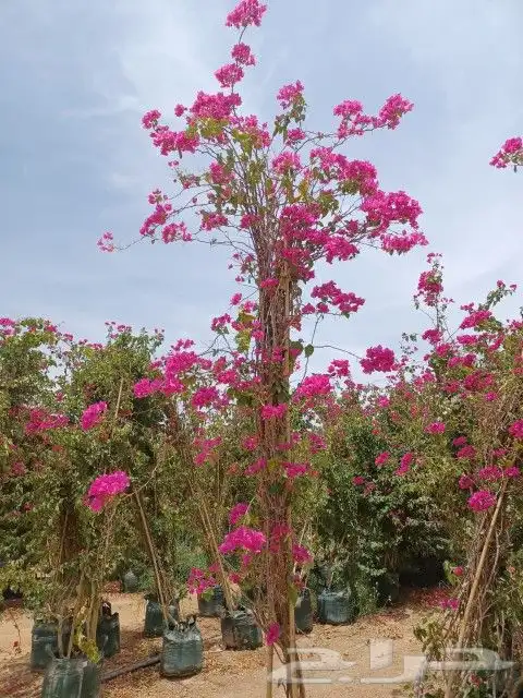 مشاتل اشجار جهنميه جميع المقاسات واشجار زينه ومثمره كبيروسغي 1