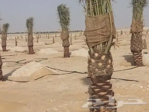 زراعه نخيل 3