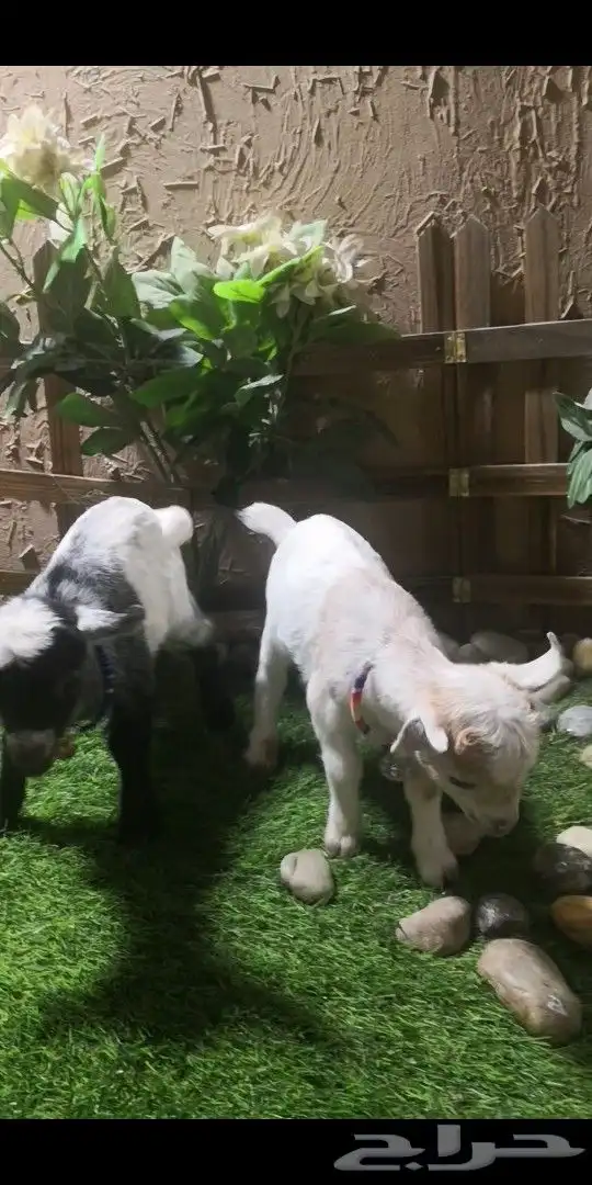 جوز ماعز قزمي العمر اسبوع ذكر وانثي 1