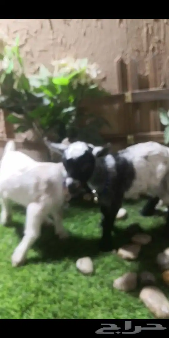 جوز ماعز قزمي العمر اسبوع ذكر وانثي 3