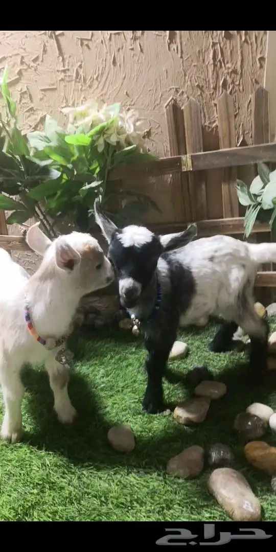 جوز ماعز قزمي العمر اسبوع ذكر وانثي 0