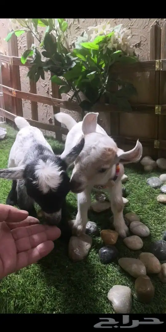 جوز ماعز قزمي العمر اسبوع ذكر وانثي 2