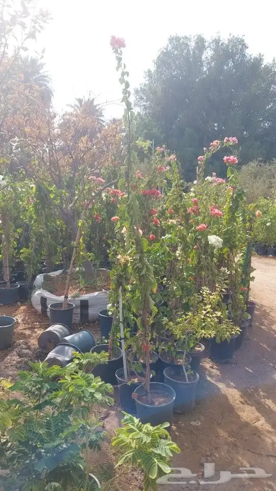 مشاتل اشجار جهنميه جميع المقاسات واشجار زينه ومثمره كبيروسغي 7