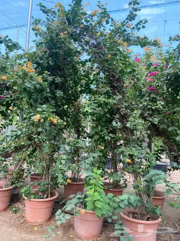 مشاتل اشجار جهنميه جميع المقاسات واشجار زينه ومثمره كبيروسغي 6