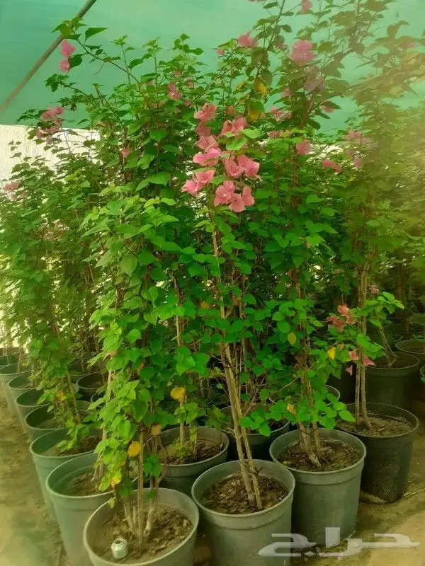 مشاتل اشجار جهنميه جميع المقاسات واشجار زينه ومثمره كبيروسغي 9