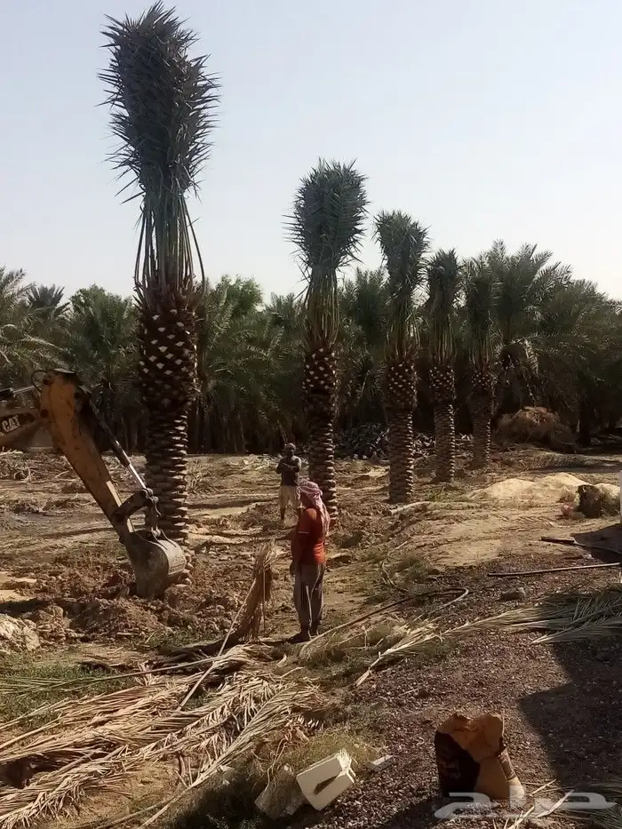 زراعه نخيل 6