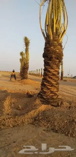 زراعة نخيل عربي وشنطني زراعة أشجار زرعة ثيل شبكت ري 10