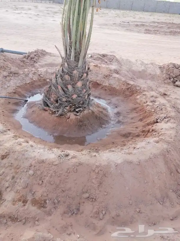 زراعة نخيل عربي وشنطني زراعة أشجار زرعة ثيل شبكت ري 3