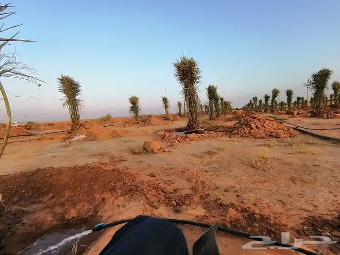 زراعة نخيل عربي وشنطني زراعة أشجار زرعة ثيل شبكت ري 7