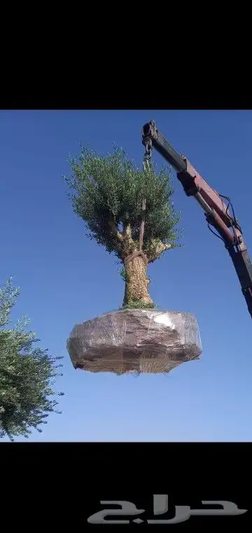 جميع انواع انخيل ولشجار وزيتون 5
