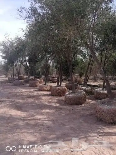جميع انواع انخيل ولشجار وزيتون 2