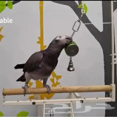 جهاز تدريب الكلام للطيور 4