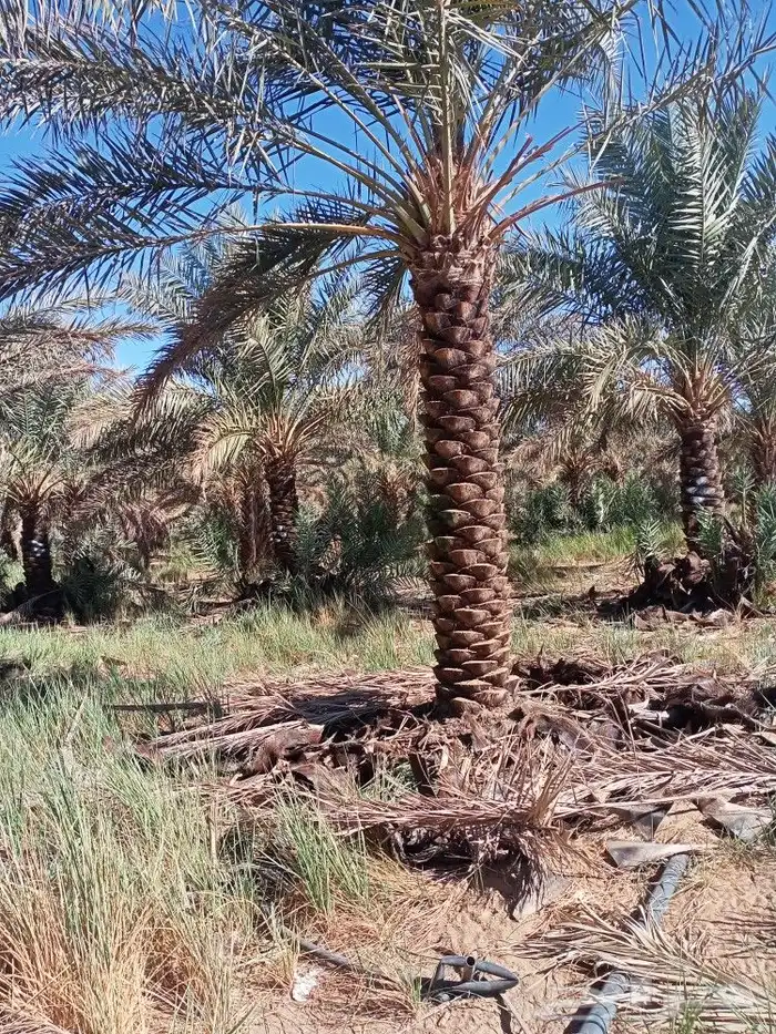 تنظيف النخيل والمزارع وتوريد جميع انواع الاشجار بسعر مناسب 6