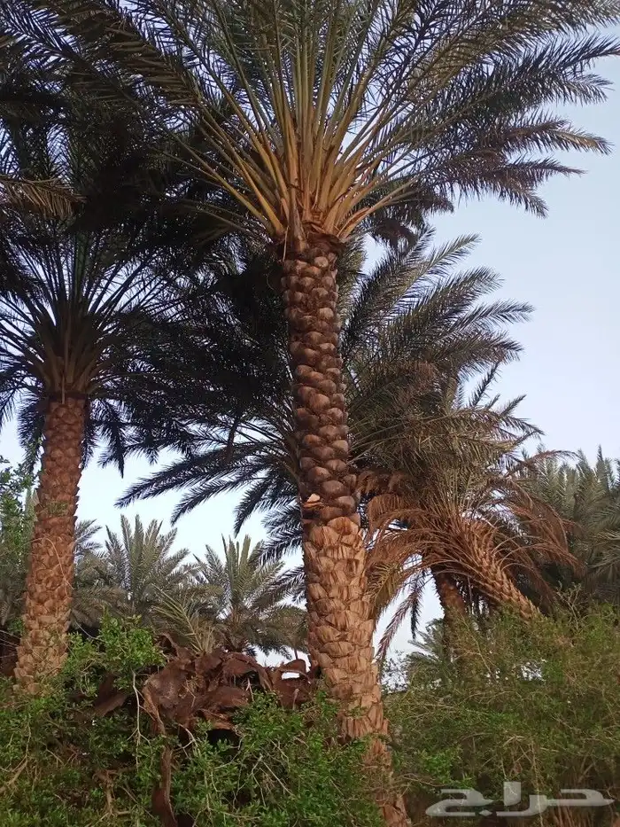 تنظيف النخيل والمزارع وتوريد جميع انواع الاشجار بسعر مناسب 2