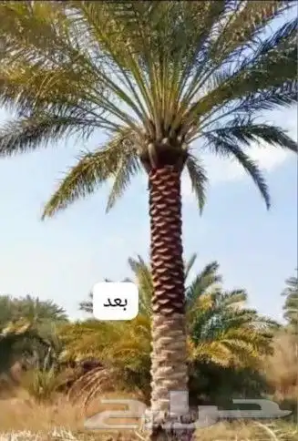 شذااب تكرياب النخيل العربي ووشنطني 1