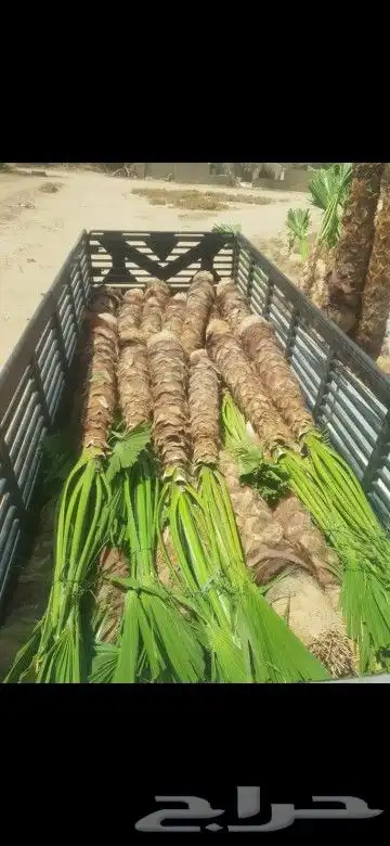 زراعة انخيل بجميع مقاساته 0
