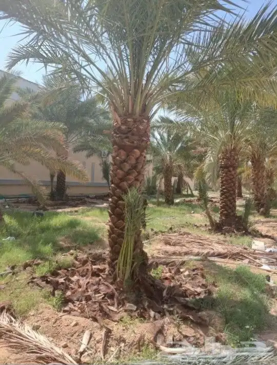 شذااب تكرياب النخيل العربي ووشنطني 12