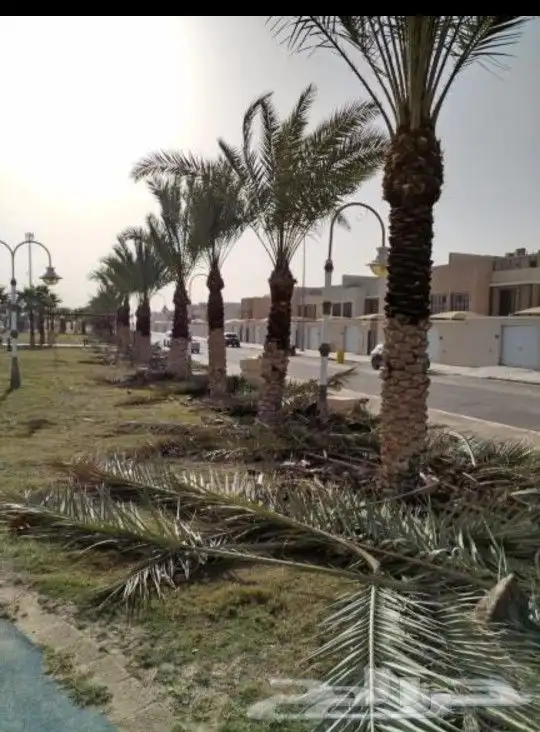 شذااب تكرياب النخيل العربي ووشنطني 2