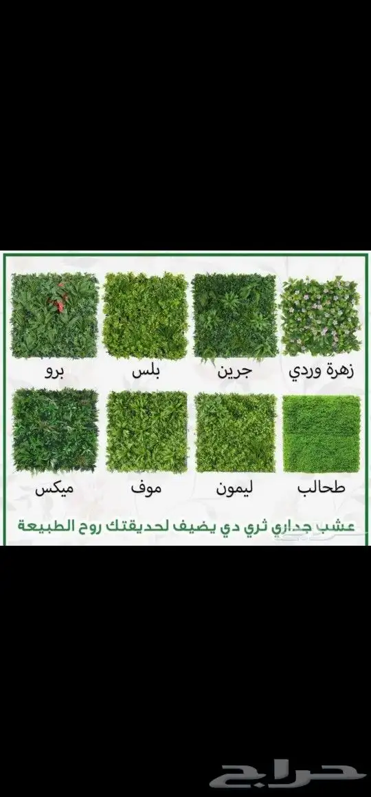 عشب جدارى عشب ارضى 1