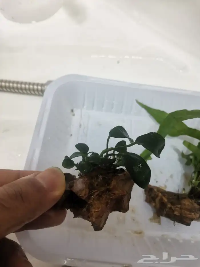 نبات أنوبيس Anubias plant 2