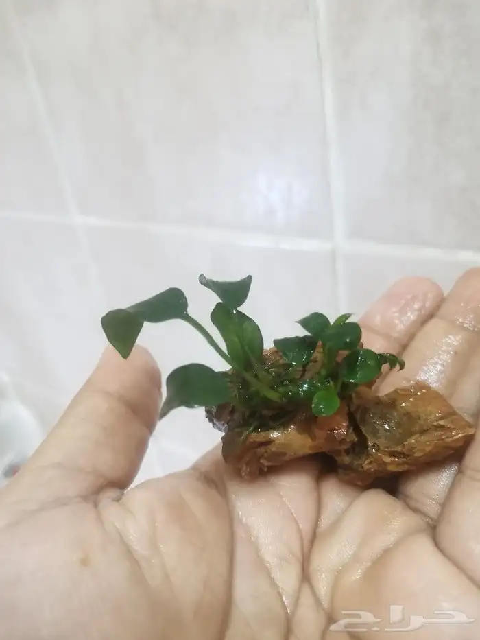 نبات أنوبيس Anubias plant 0