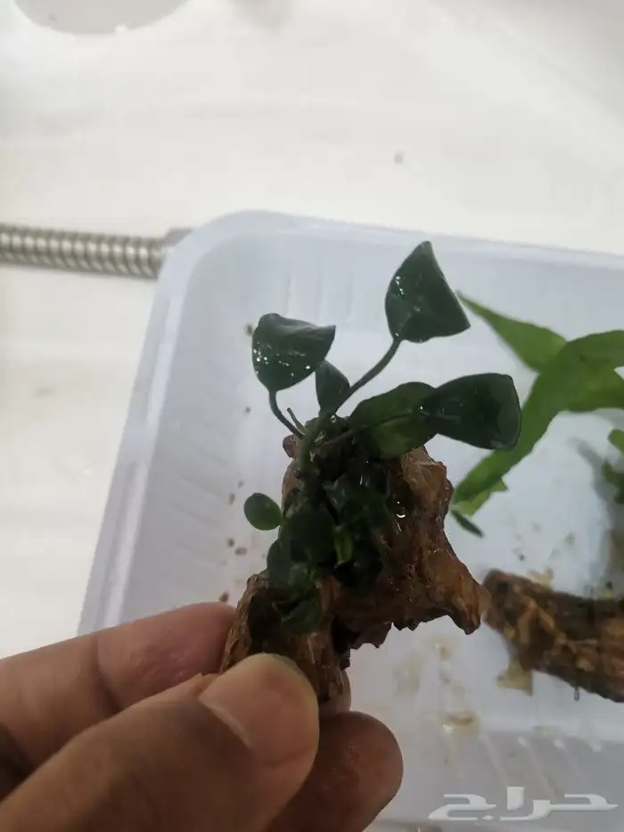 نبات أنوبيس Anubias plant 1