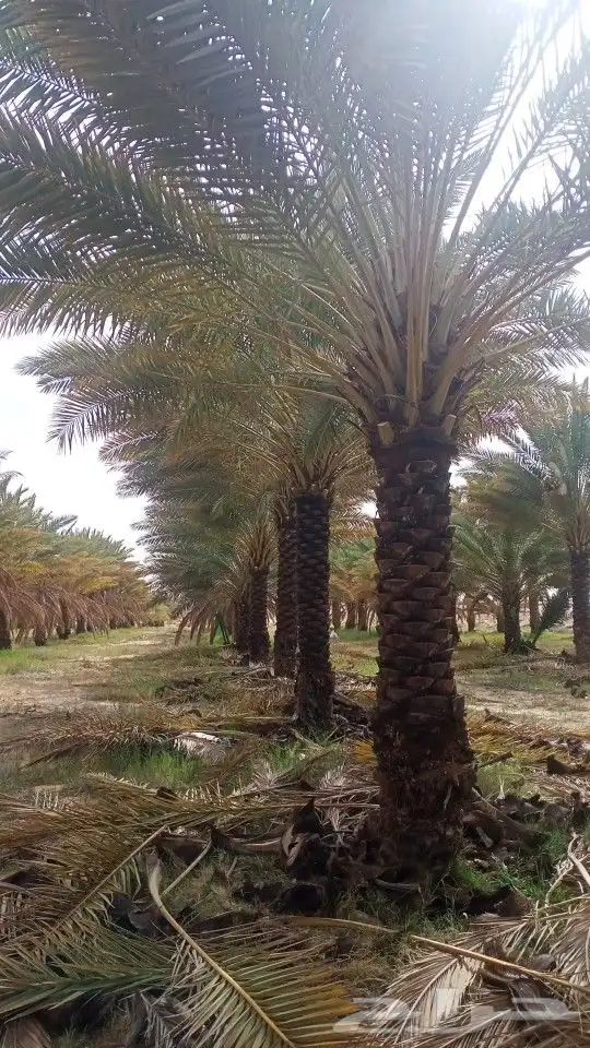 تكريب وتنظيف المزارع وتوريد وزراعة جميع انواع الاشجار بسعر 9